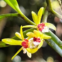 Trichoglottis longifolia Atthan., C.Bandara, N.L.Bandara & Kumar